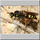 Gorytes laticinctus - Grabwespe 13 12mm mit Zikade - Teverener Heide.jpg